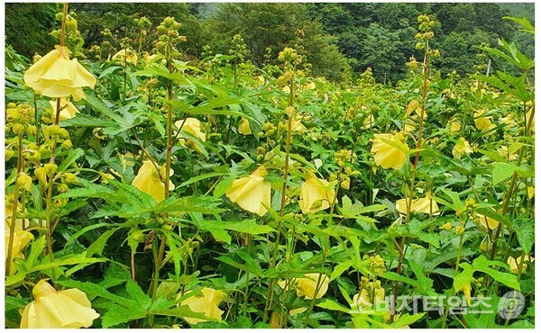 금화규(金花葵)