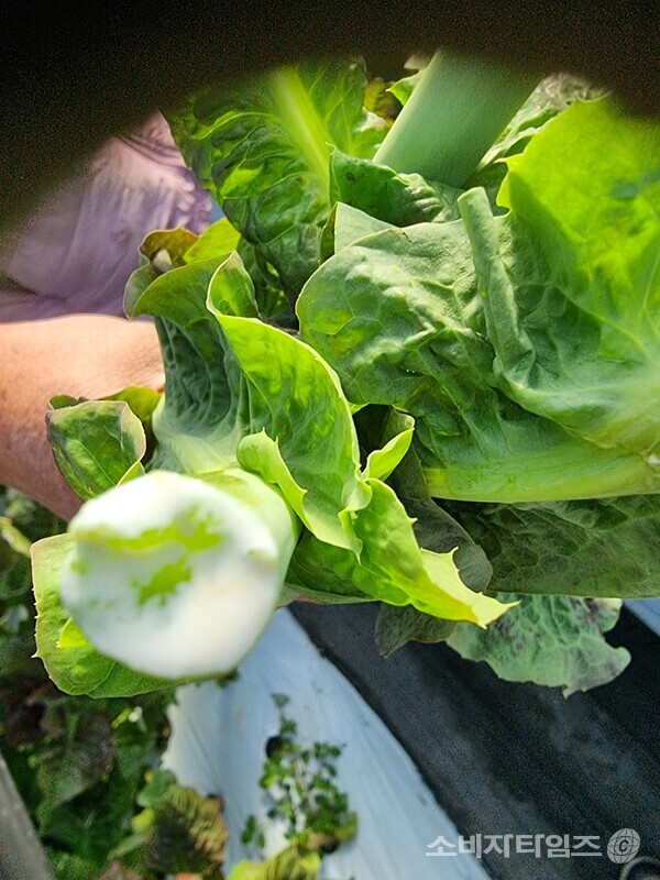 흑하랑 상추의 줄기에서 나오는 우윳빛 진액 ‘락투신’