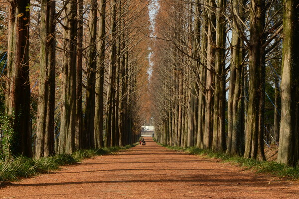입구부터 이어지는 400m 길이의 메타세쿼이아길은 연구원의 대표적인 풍경이다.