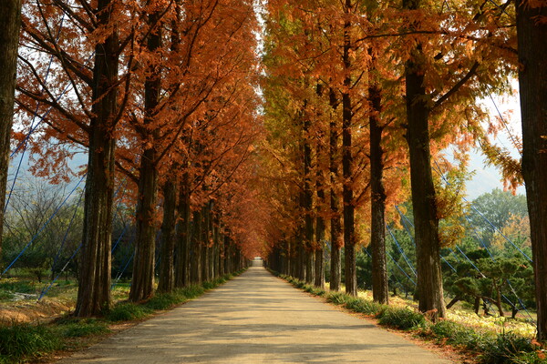 입구부터 이어지는 400m 길이의 메타세쿼이아길은 연구원의 대표적인 풍경이다.
