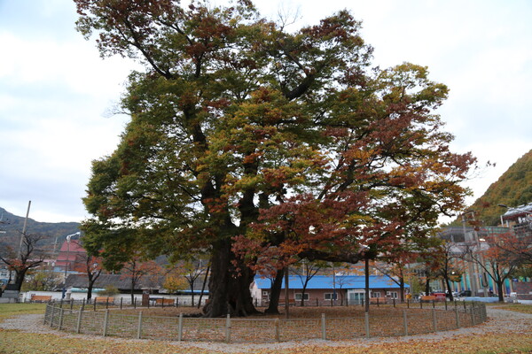 수령이 천년 이상으로 추정되는 천연기념물 도계 긴잎 느티나무
