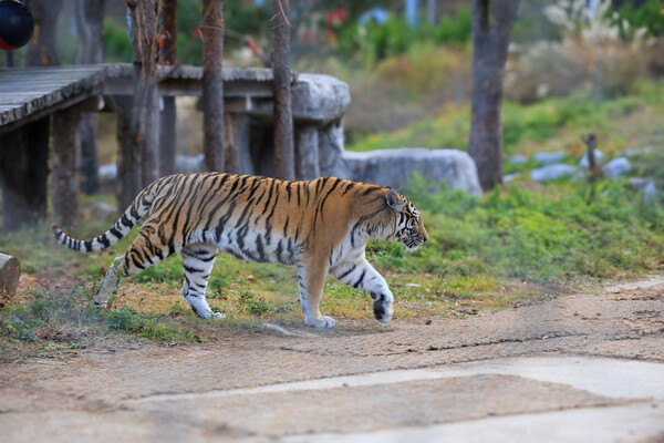 국립백두대간수목원의 백두산 호랑이 / 사진 = 유은영 여행작가
