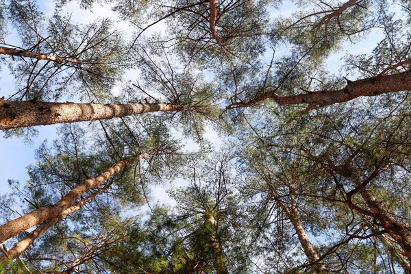 국립한국자생식물원. 하늘을 덮은 비밀의 화원 소나무 군락