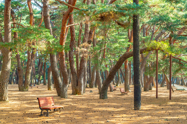 하동송림. 각양각색의 생김새를 자랑하는 소나무 군락