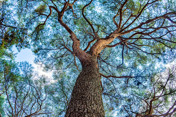 하동송림의 소나무들은 10m를 훌쩍 넘는 높이를 자랑한다.
