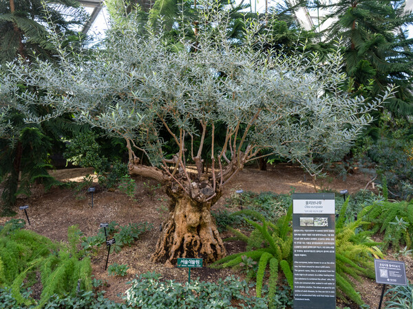 나무줄기는 거칠지만, 잎사귀는 부드러운 지중해관의 올리브나무