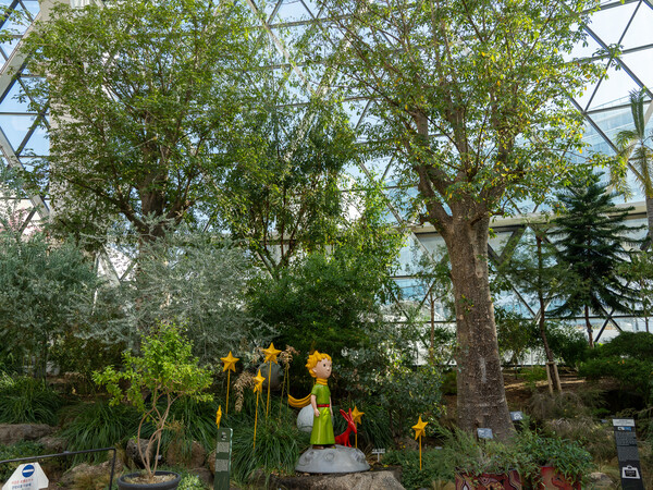 소설 ‘어린왕자’에서 작은 별의 거대한 바오밥나무 뿌리를 빨리 뽑지 않으면 별이 박살날지 모른다며, 게으름을 이야기하는 나무로 등장한다.