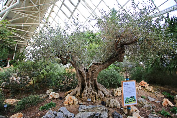 지중해관에서 자라는 올리브나무