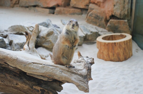 사막관의 귀염둥이 검은꼬리프레리독