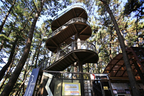 해송림과 어우러지는 장항스카이워크