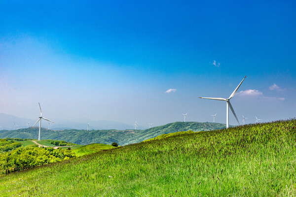 대관령삼양목장의 봄