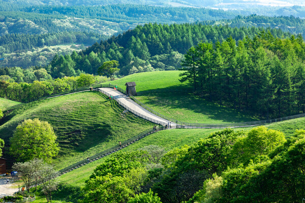 대관령양떼목장의 봄