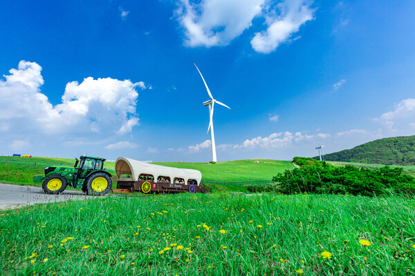 대관령하늘목장의 봄