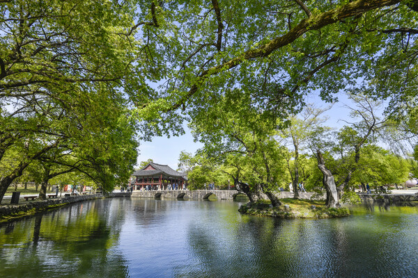 광한루와 오작교, 연못이 어우러진 광한루원의 봄 풍경