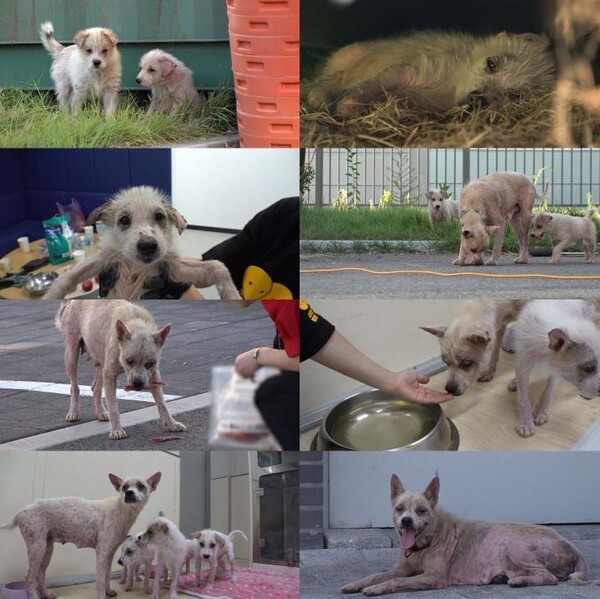 SBS TV동물농장, 의성경찰서로 찾아온 떠돌이견 흰둥이 가족의 S.O.S / 자료제공 = SBS